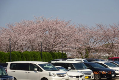 駐車場からの桜風景